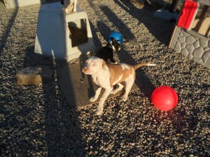 Dog daycare