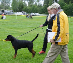 Rottweiler dog in training