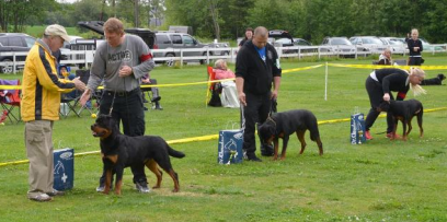 Dog training in Holbrook MA