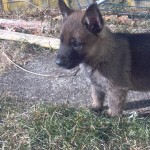 German Shepard puppy outside