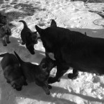 German Shepard mother with puppies