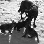 German Shepard mother with puppies