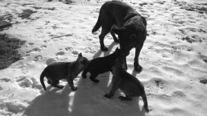 German Shepard mother with puppies