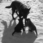 German Shepard mother with puppies