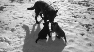 German Shepard mother with puppies