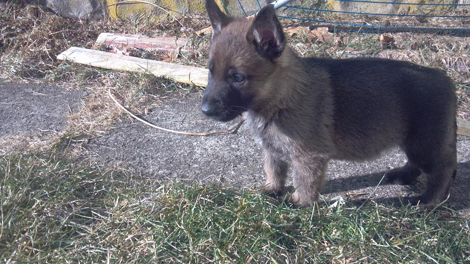 German Shepard puppy outside