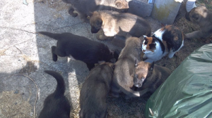 German Shepard puppies