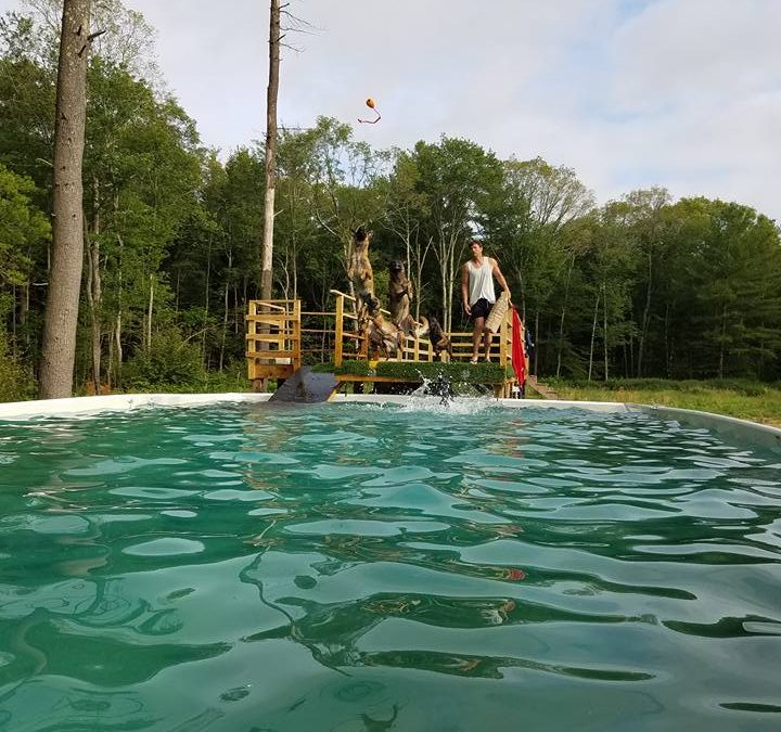 Dock diving in Holbrook MA