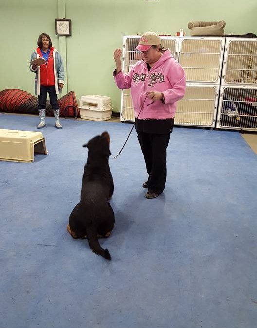 Dog being trained by owner