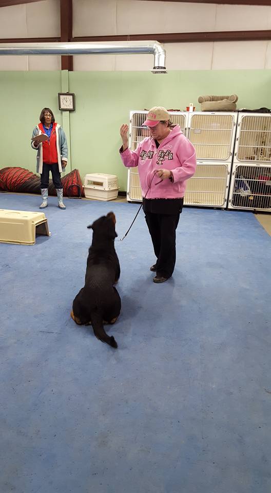 How Early Can My Puppy Learn Commands? Canine College, Bow Wow Resort