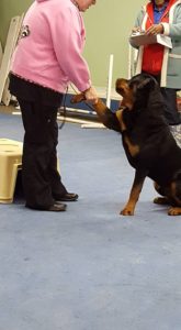 sitting dog shaking paw with owner