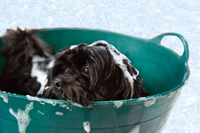 dog in wash bucket