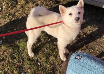Shiba Inu on leash