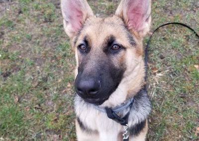 German Shepherd sitting