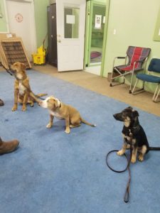 dogs sitting during training course