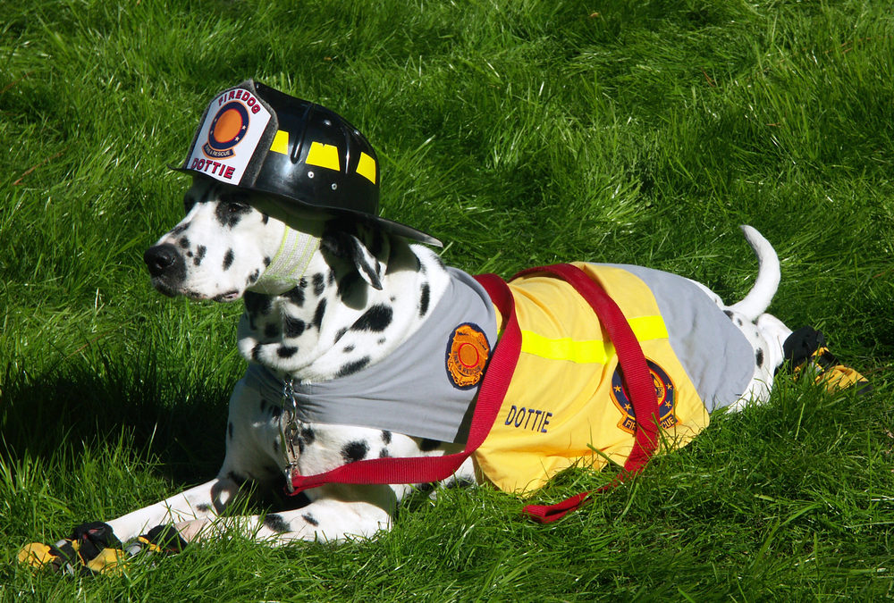dog in firefighter outfit