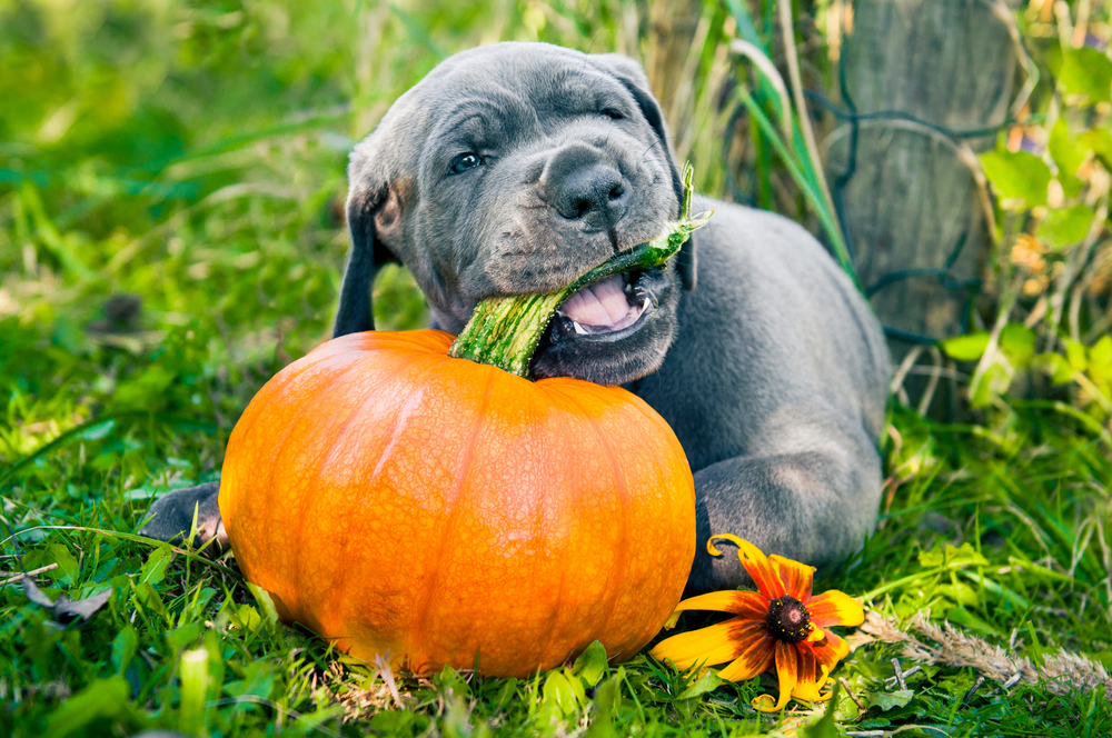 dog biting pumpkin