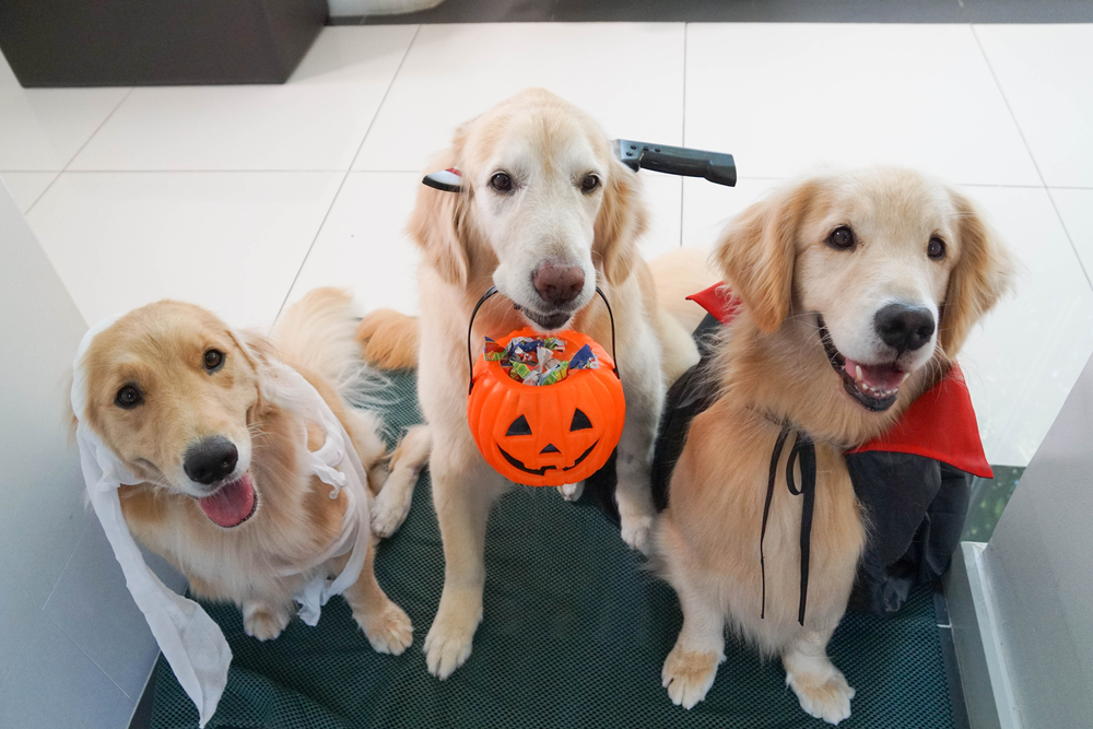 dog trick or treating