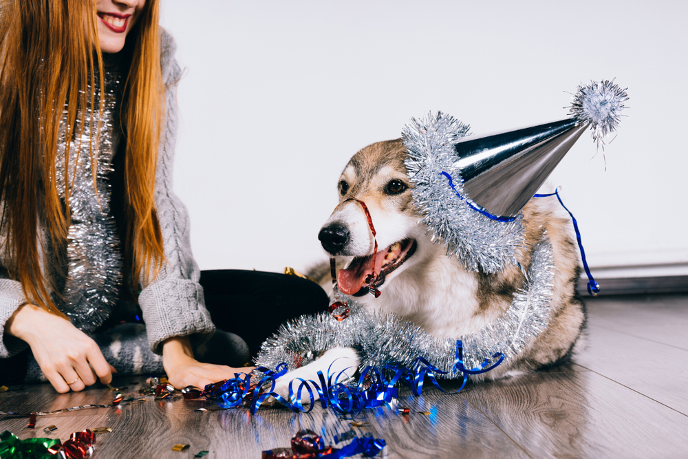 dog with party favors