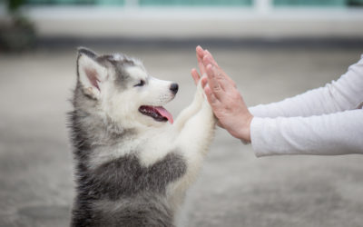 Things To Think About When Hiking With Your Dog This Winter