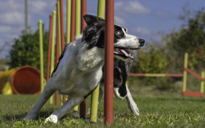 How Agility Training Will Benefit Your Dog