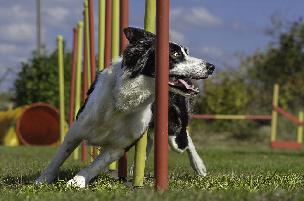 agility dog training