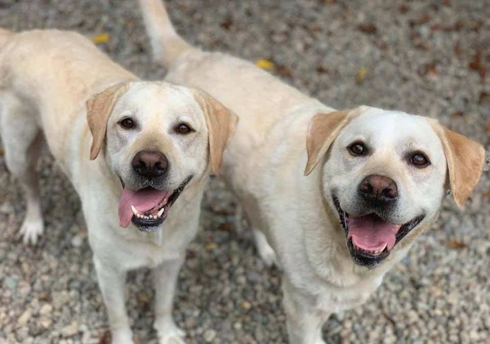 happy dogs at doggy care
