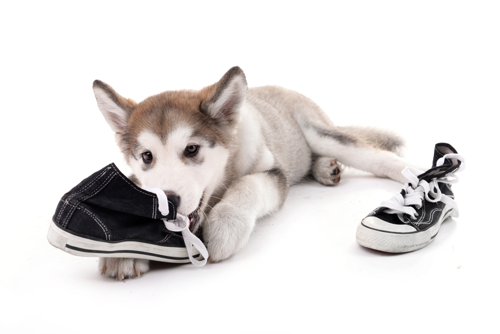 puppy chewing on sneakers