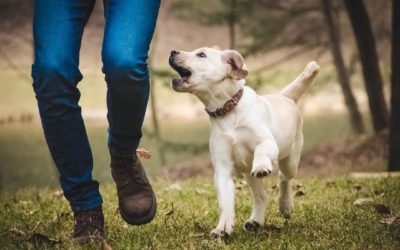 5 Habits of Effective Dog Owners