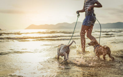 8 Fun Activities to do With Your Dog This Summer