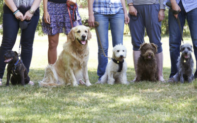 Are Group Dog Training Classes Right for my Dog?