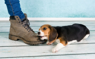 Understanding Normal Puppy Behaviors