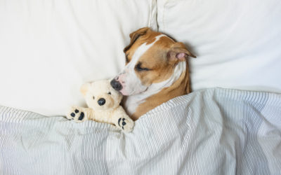 Should I Let My Dog Sleep All Day?