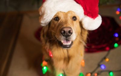 Tips to Prepare Your Dog for the Holidays