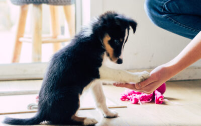 A Training Guide for New Puppy Owners