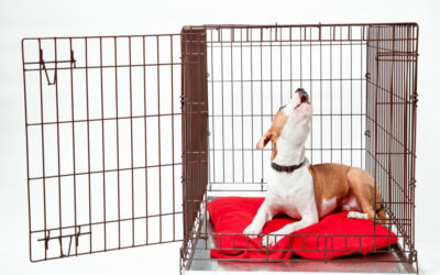 What to Do if your Dog Keeps Barking in His Kennel