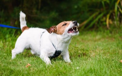 5 Tips for Training a Dog with Aggression