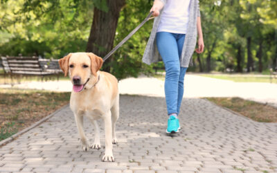 Getting Your Dog Active Outside This Summer