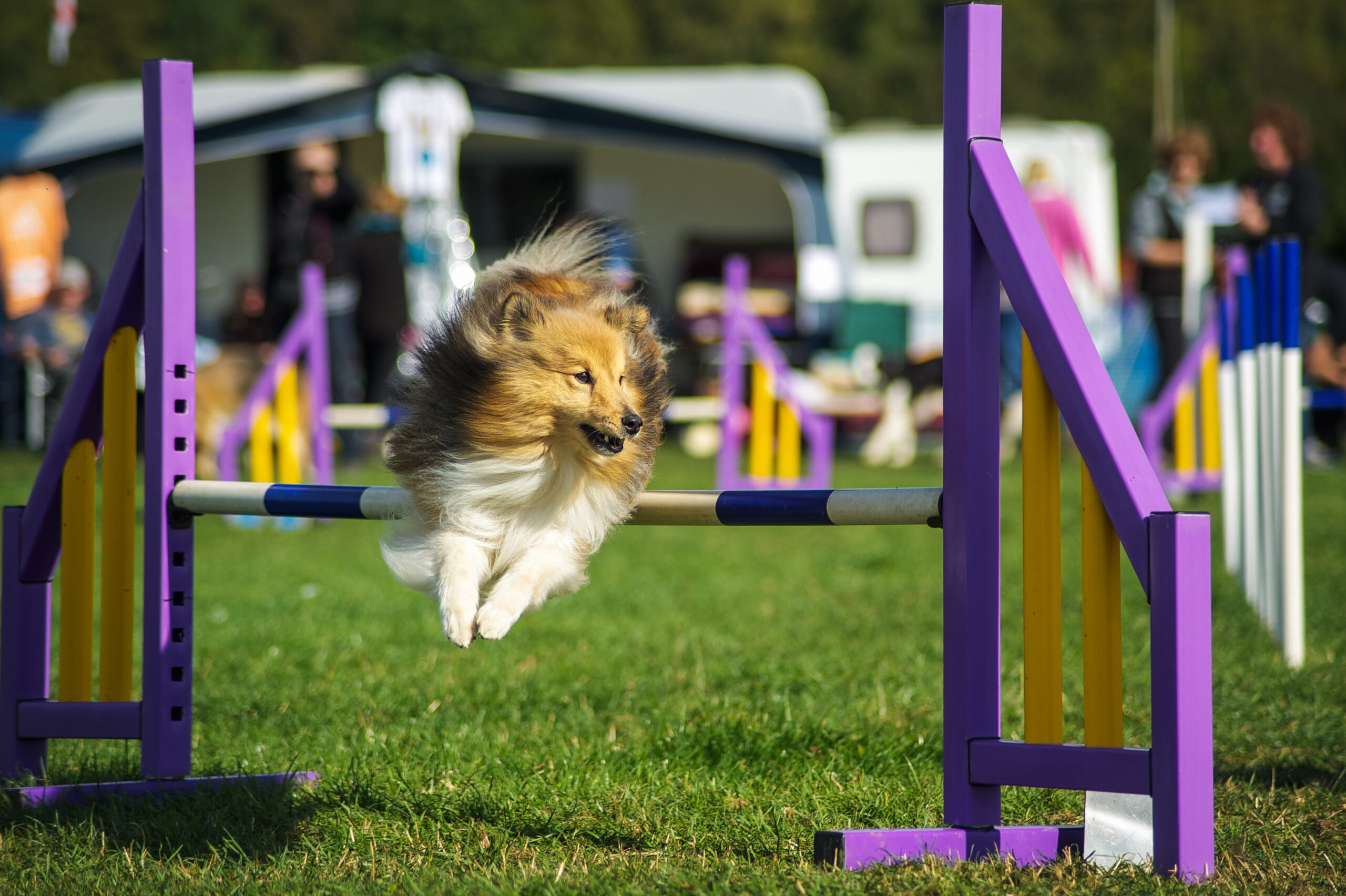 how to train your dog for shows