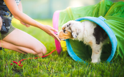 Tips For Socializing Your Puppy