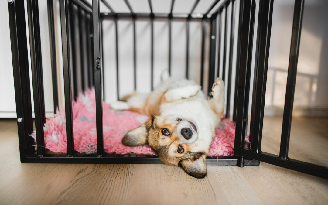 crate training for dogs