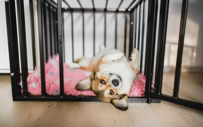 Why Crate Training is Essential