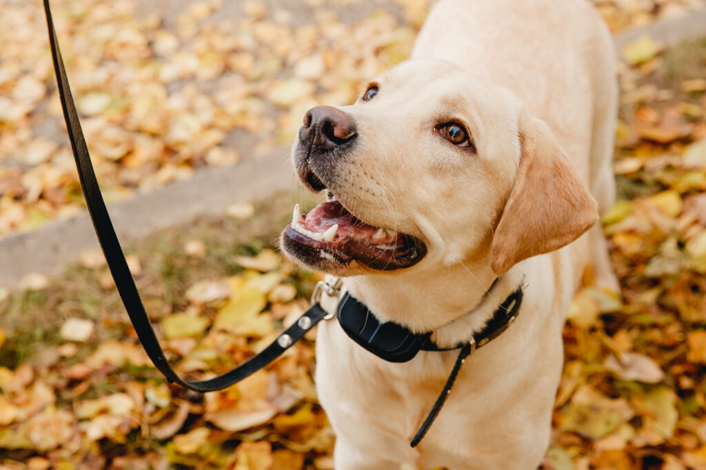 Does shock clearance collar training work