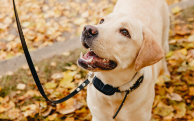 Is Dog Shock Collar Training Safe?