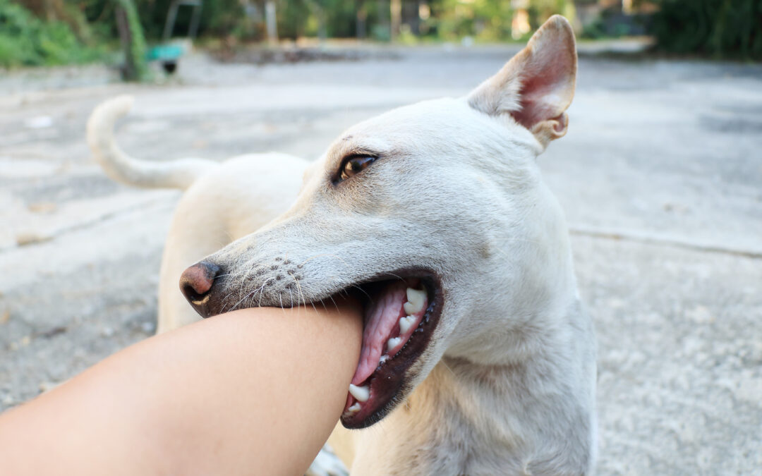 how to get your dog to stop biting