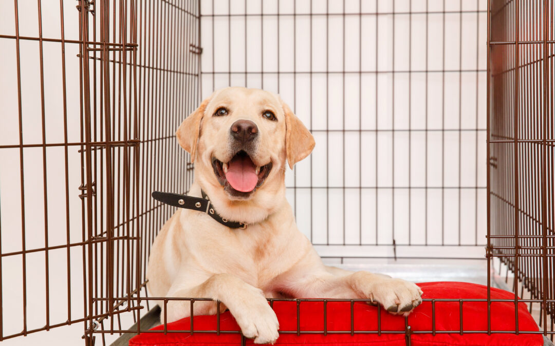 dog crate training tips