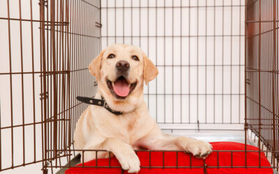 How to Get Your Dog to Stop Barking in Their Crate