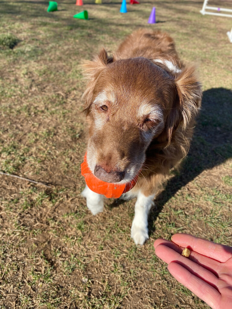 How To Teach An Old Dog New Tricks | Canine College