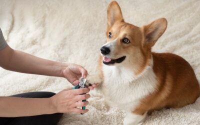 Tips for Trimming Your Dogs Nails