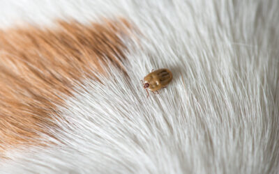 Keeping Your Dog Safe From Ticks